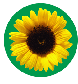 Sunflower Pin Badge 