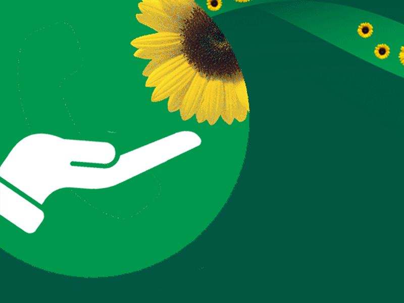 hand supporting with sunflower on a green background