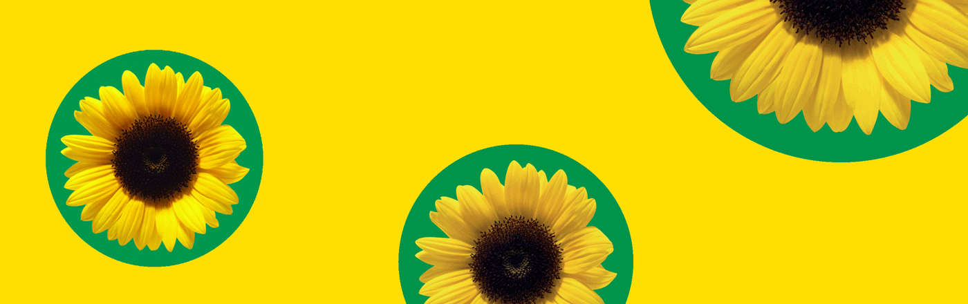 Sunflower Telephone Lines - 8 January (ENG) 