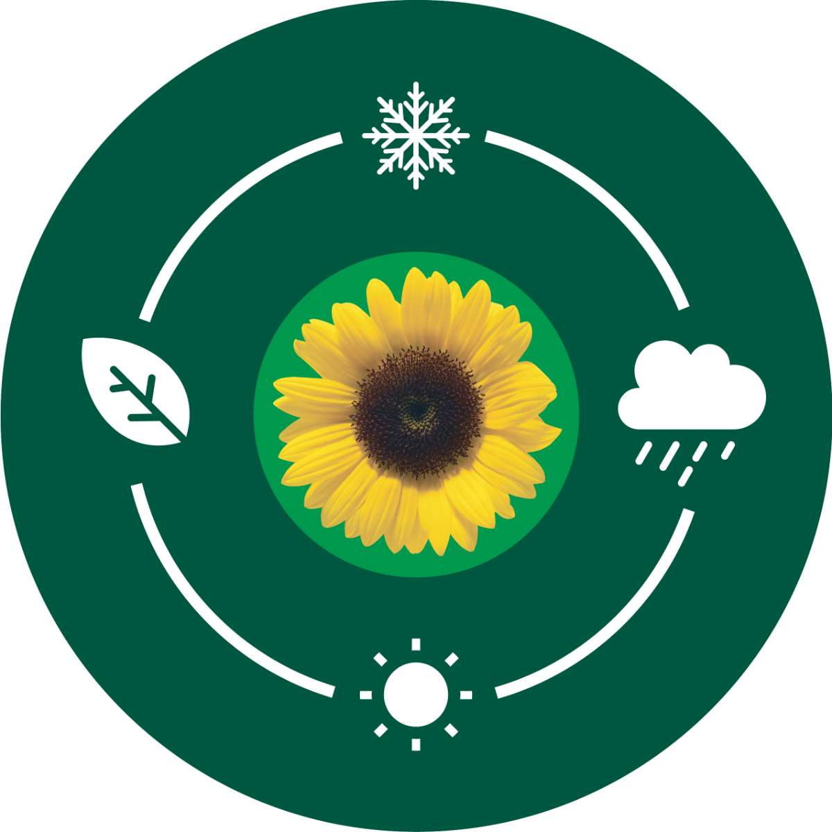 Sunflower with season icons around it