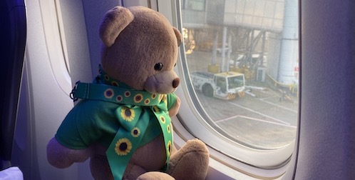 Grianmhar Bear sits on board an aeroplane ready for take off