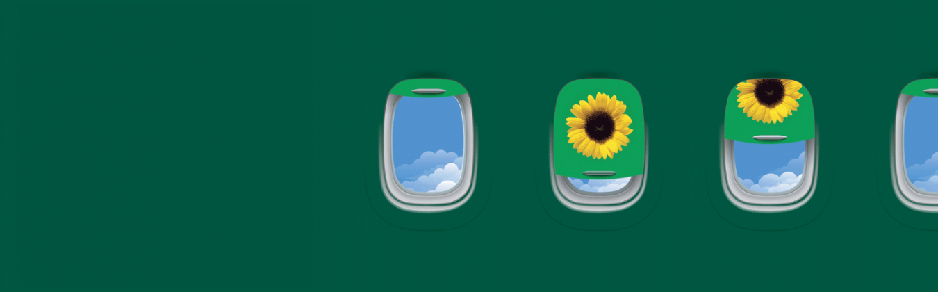 The fusalage of a dark green aeroplane with Sunflower blinds over the windows