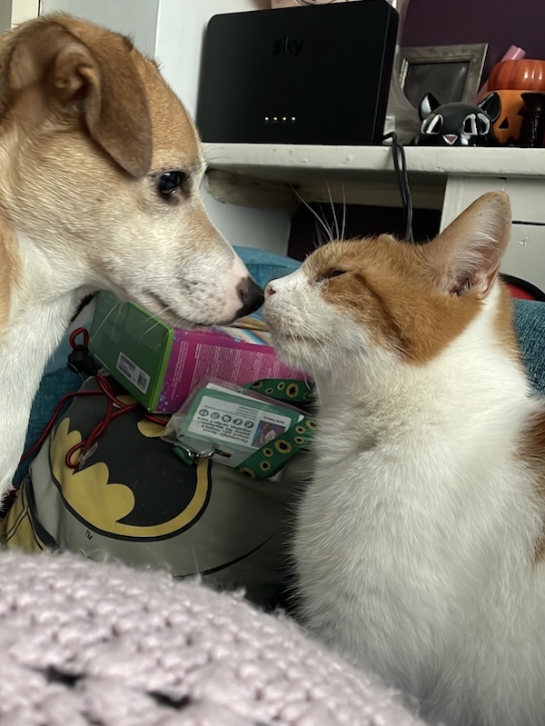 Austin the dog and Leo the cat rub noses 