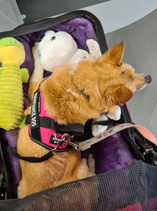 Jaffa the assistance dog in her stroller 