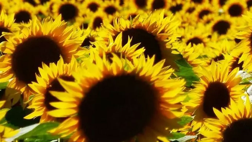 A field of sunflowers