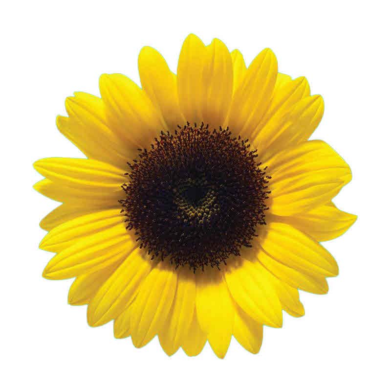 Yellow sunflower