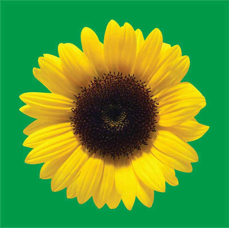 Yellow sunflower on a green background